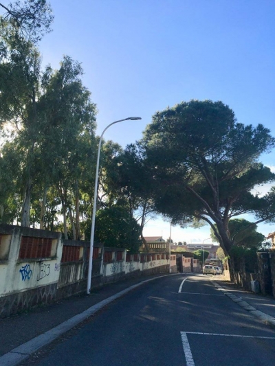 Lunedì 27 Gennaio chiusura al traffico di un tratto di via Napoli e via Deledda per intervento di abbattimento di un albero pericolante