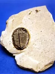 Geologia