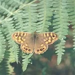 Natura 10