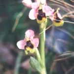 Natura 3