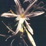 Natura 4