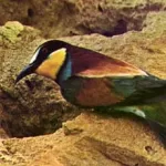 Natura 5